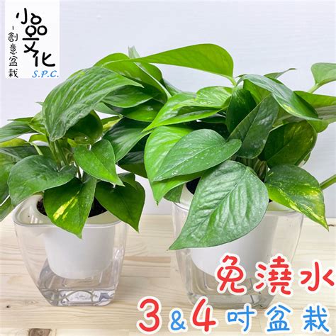 淨化廁所植物|「浴室植物」推薦這6種！黃金葛可以吸收甲醛、化煞開運，吊。